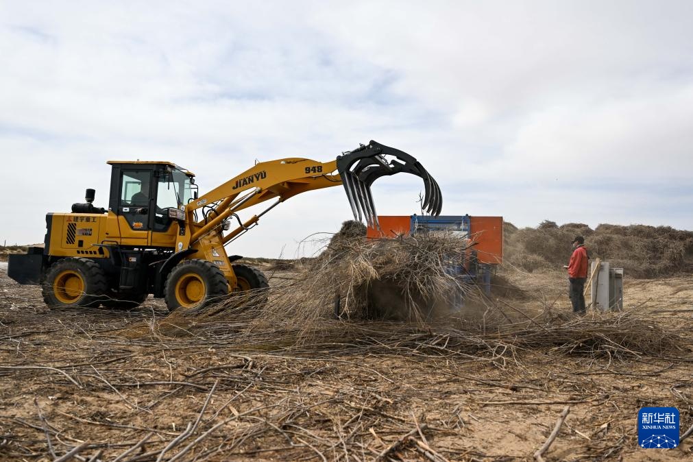 库布其沙漠治沙忙