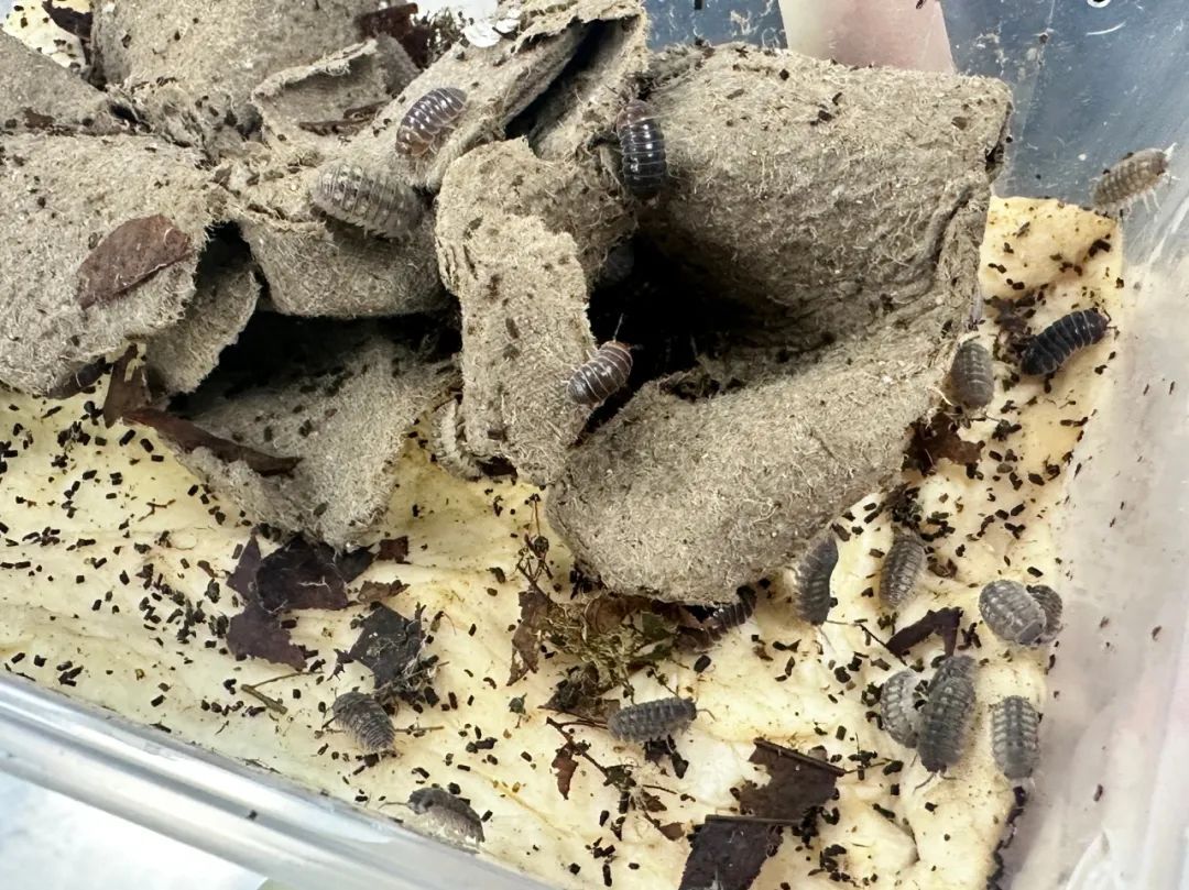 海关截获“异宠”活体鼠妇367只