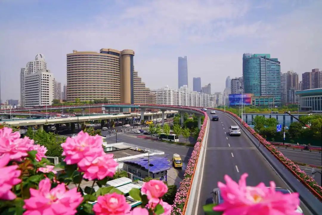 上海是懂浪漫的!一年一度走花路,网友感慨:上海“美呆了” 上海是懂浪漫的!一年一度走花路,网友感慨:上海“美呆了”