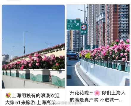 副驾驶座急招摄像师！上海高架月季开了