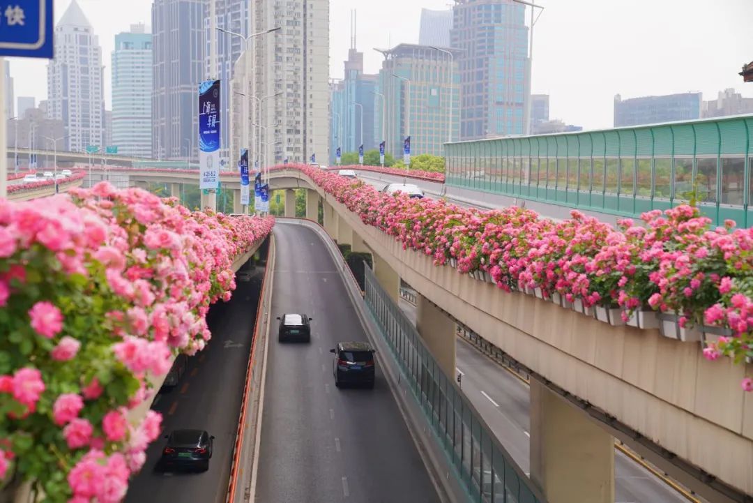 上海是懂浪漫的!一年一度走花路,网友感慨:上海“美呆了” 上海是懂浪漫的!一年一度走花路,网友感慨:上海“美呆了”