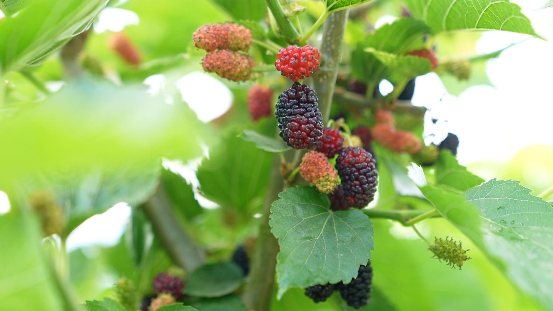 五一假期临近 四川达州水果成熟采摘欢乐多 五一假期临近 四川达州水果成熟采摘欢乐多