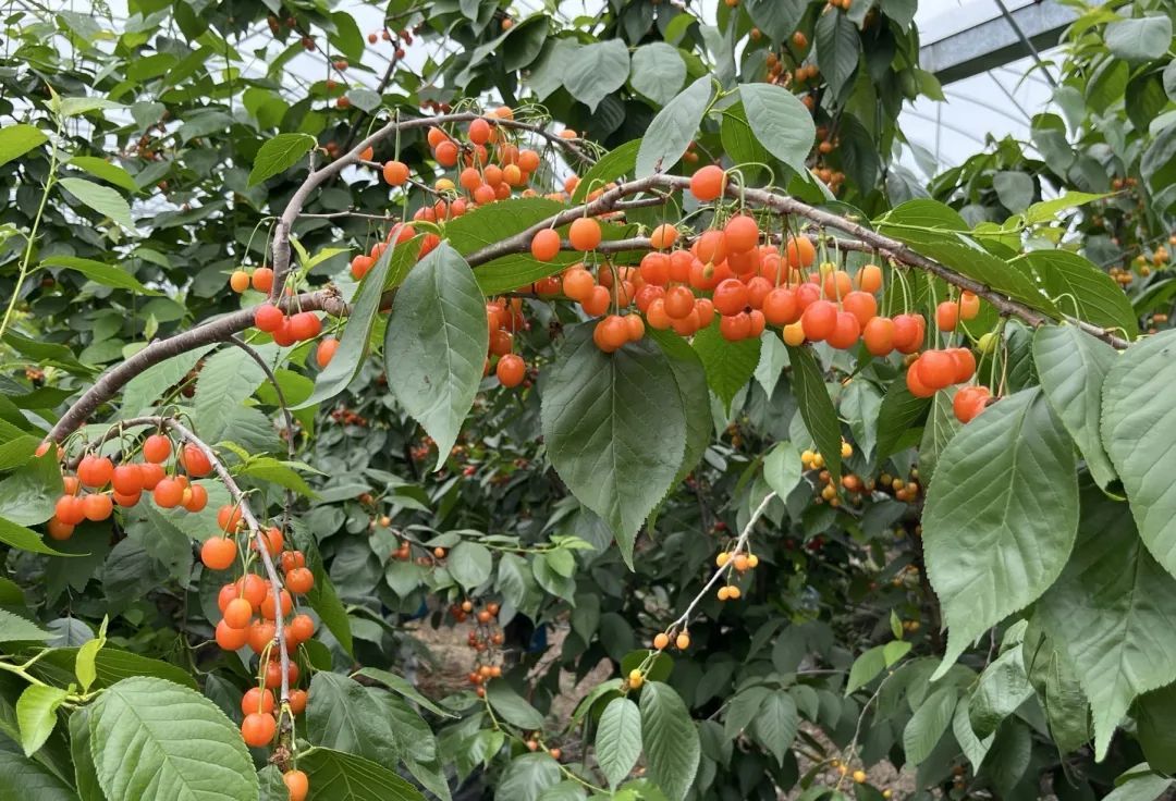 一天卖出1000多斤!几百人抢着要!杭州有人开车20公里,带走满满几大筐! 一天卖出1000多斤!几百人抢着要!杭州有人开车20公里,带走满满几大筐!