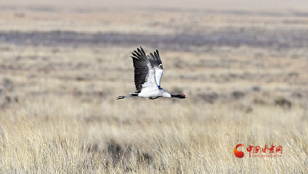 黑颈鹤定居祁连山保护区