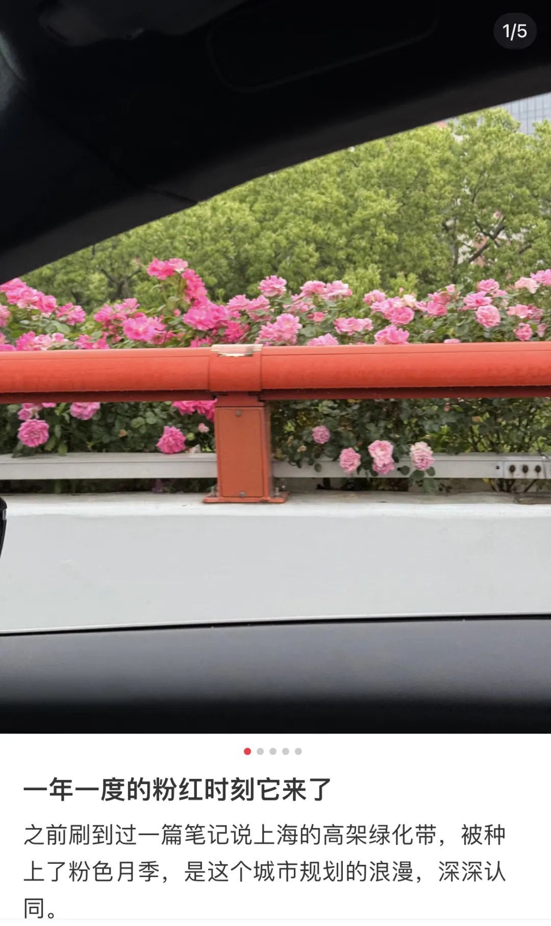 上海是懂浪漫的!一年一度走花路,网友感慨:上海“美呆了” 上海是懂浪漫的!一年一度走花路,网友感慨:上海“美呆了”