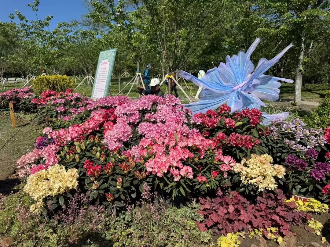 “花中西施”亮相玉渊潭公园，它们从贵州远道而来