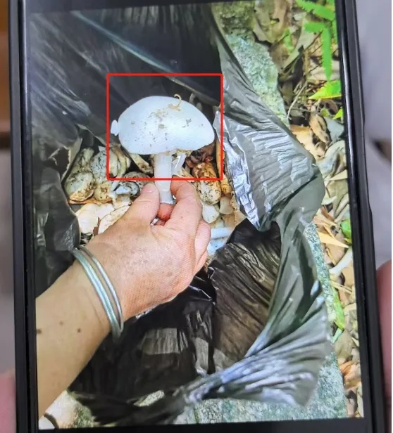 一锅下肚，男子病危休克！死亡率接近100%！千万别采别吃