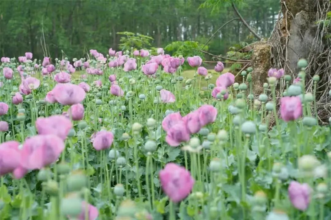 这花不要种！看到立即报警！