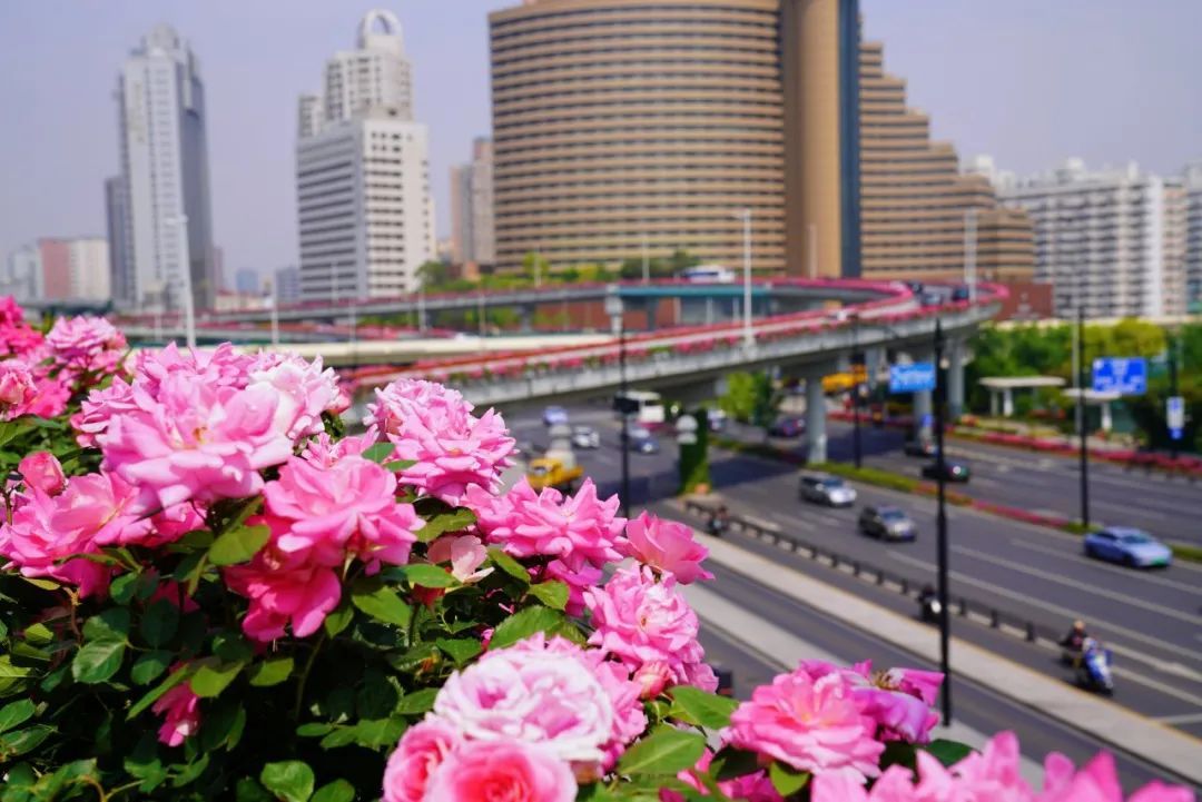 上海是懂浪漫的!一年一度走花路,网友感慨:上海“美呆了” 上海是懂浪漫的!一年一度走花路,网友感慨:上海“美呆了”