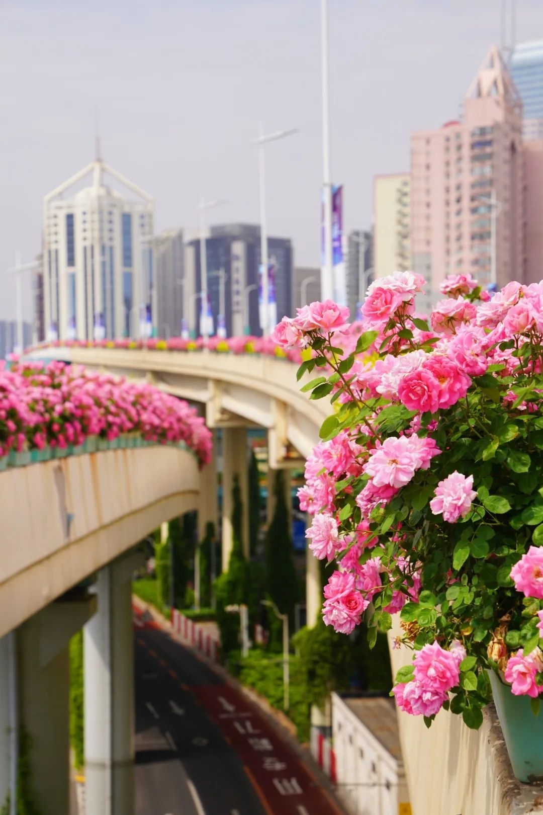 上海是懂浪漫的!一年一度走花路,网友感慨:上海“美呆了” 上海是懂浪漫的!一年一度走花路,网友感慨:上海“美呆了”