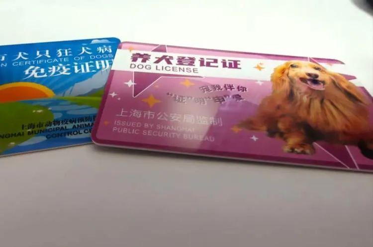 三条狗“混战”，致遛狗老人被扑倒躺在地上一小时