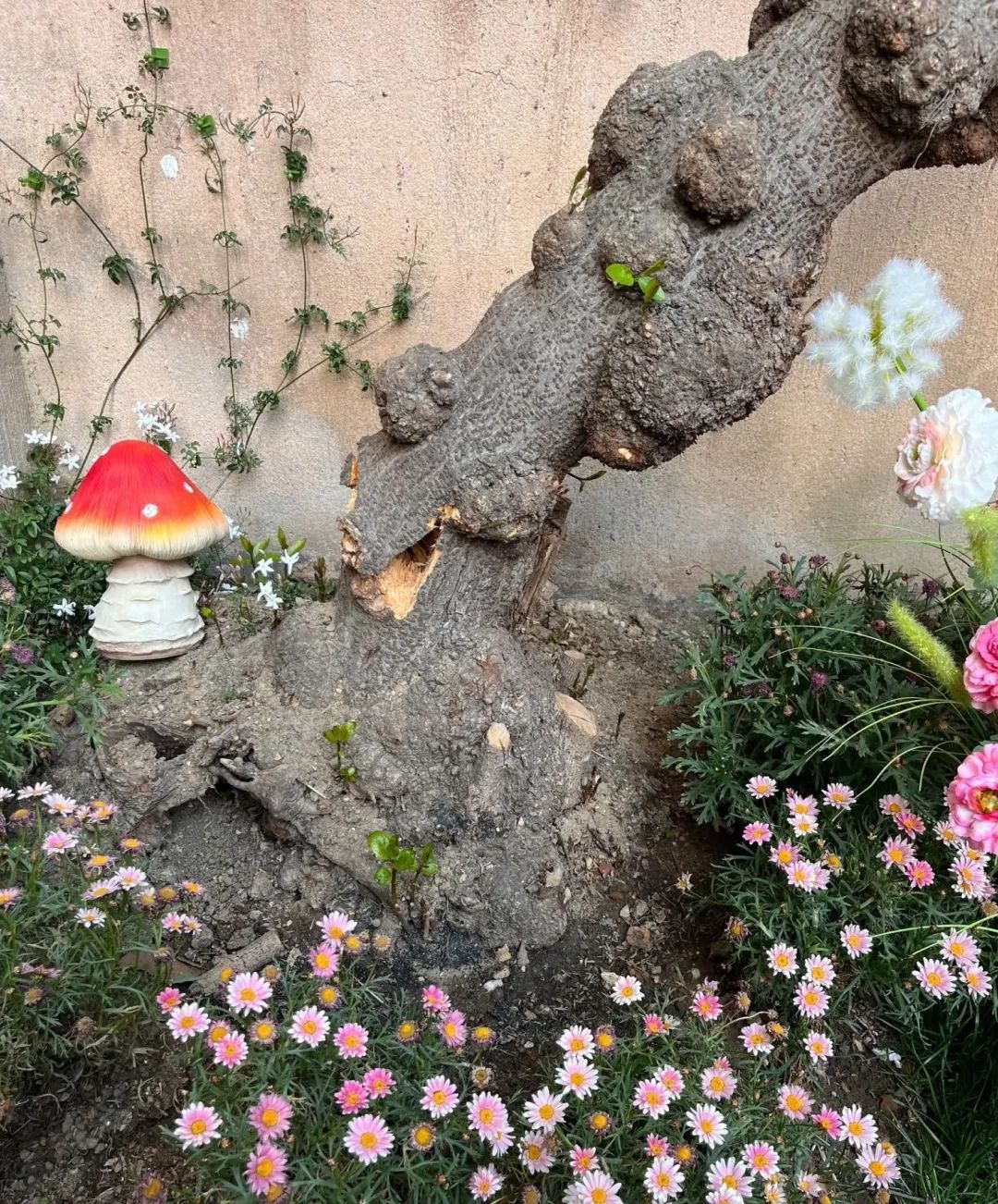 女子打卡网红咖啡店坐断“古树”被索赔6千元,律师:店家负主要责任 女子打卡网红咖啡店坐断“古树”被索赔6千元,律师:店家负主要责任