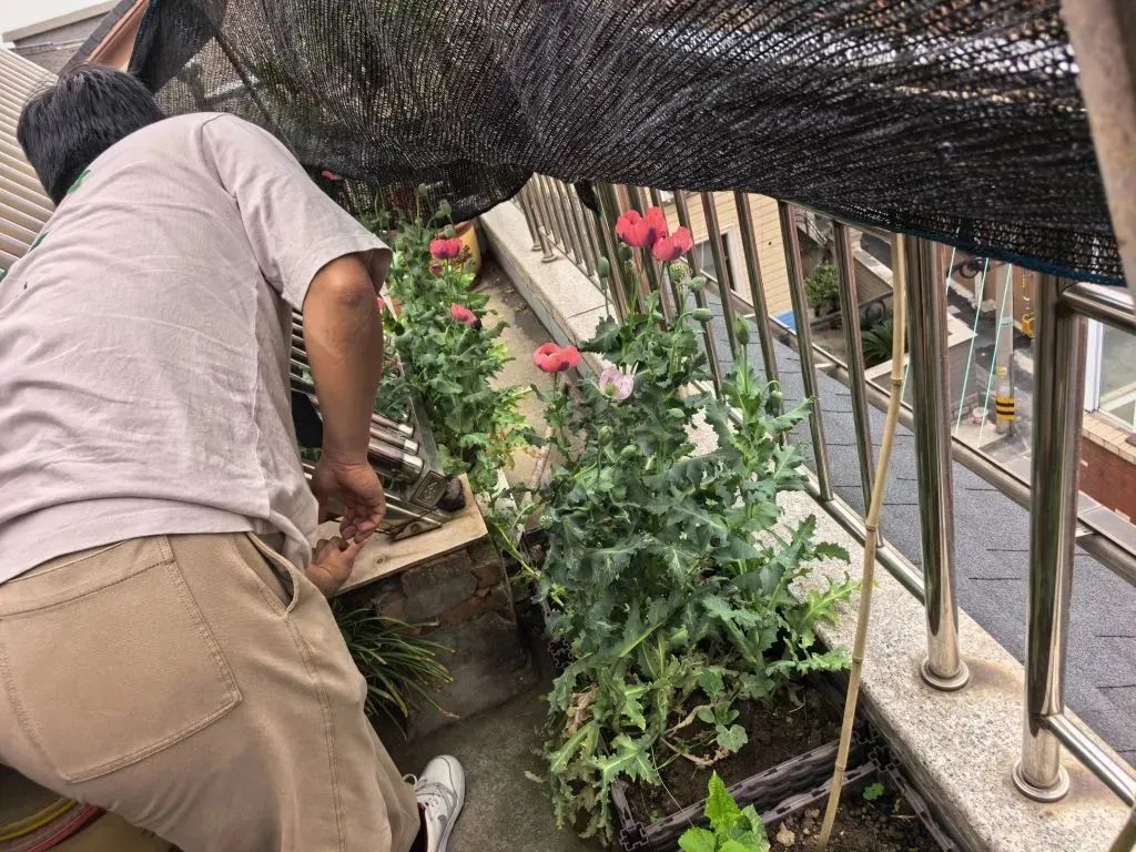 这花不要种！看到立即报警！