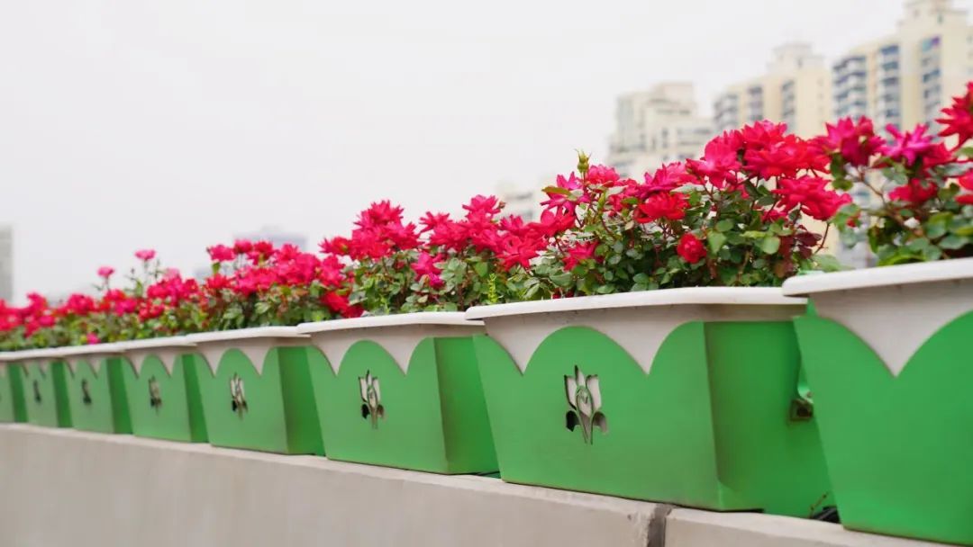 上海是懂浪漫的!一年一度走花路,网友感慨:上海“美呆了” 上海是懂浪漫的!一年一度走花路,网友感慨:上海“美呆了”