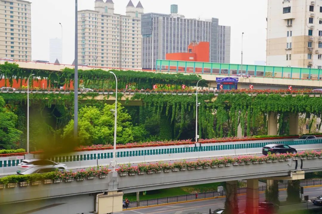 上海是懂浪漫的!一年一度走花路,网友感慨:上海“美呆了” 上海是懂浪漫的!一年一度走花路,网友感慨:上海“美呆了”