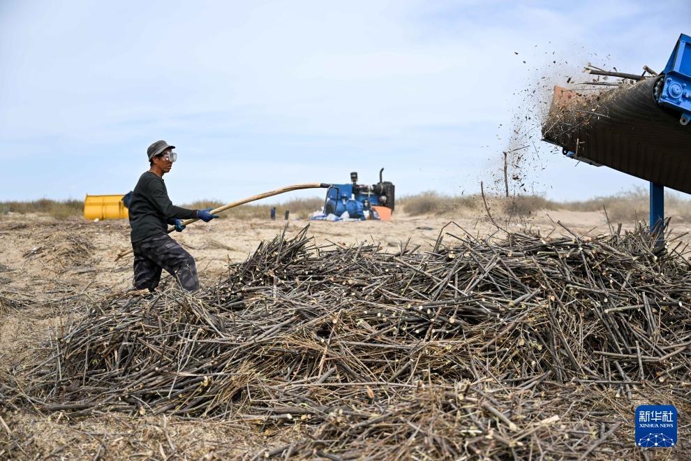 库布其沙漠治沙忙