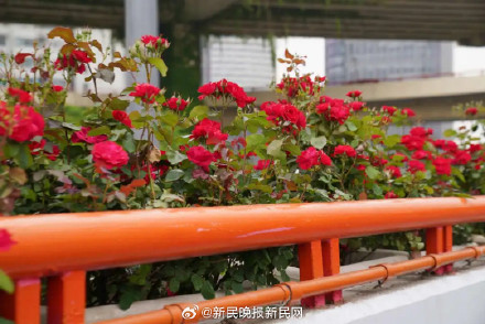 副驾驶座急招摄像师！上海高架月季开了