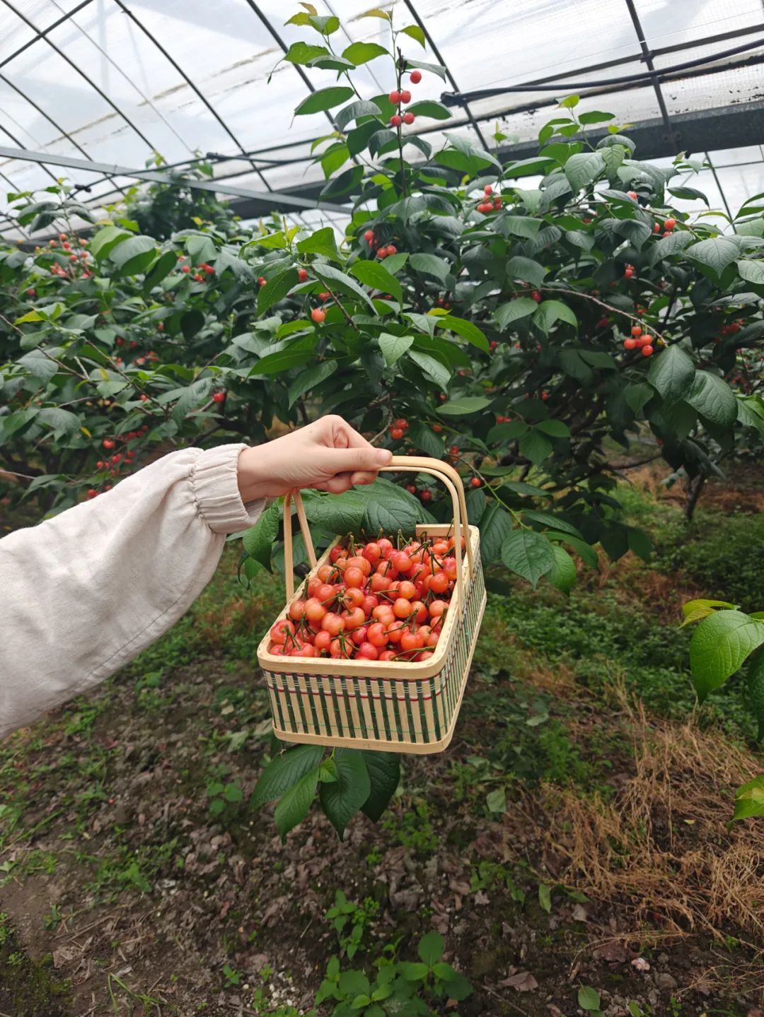 一天卖出1000多斤!几百人抢着要!杭州有人开车20公里,带走满满几大筐! 一天卖出1000多斤!几百人抢着要!杭州有人开车20公里,带走满满几大筐!