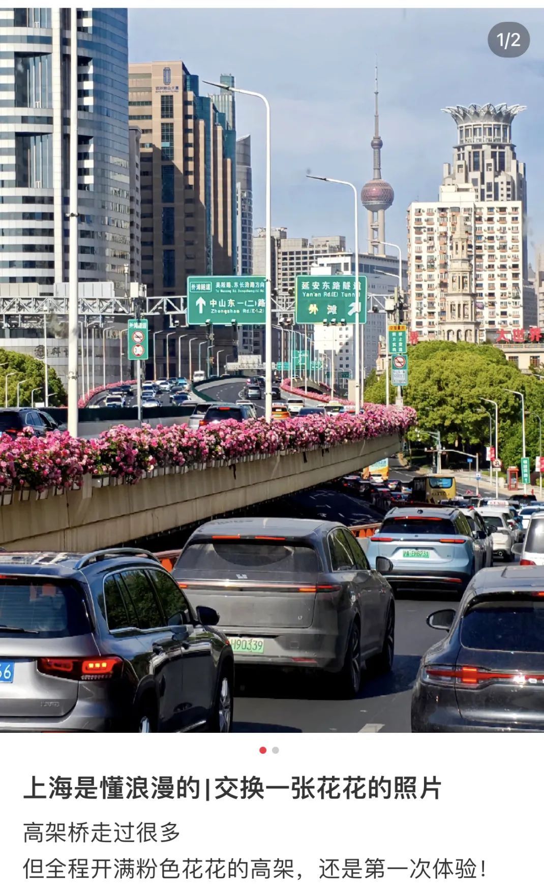 上海是懂浪漫的!一年一度走花路,网友感慨:上海“美呆了” 上海是懂浪漫的!一年一度走花路,网友感慨:上海“美呆了”