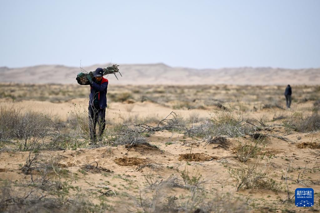 库布其沙漠治沙忙