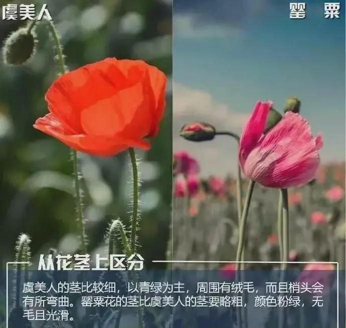 江边惊现“罂粟毒株”?民警:这波操作必须点赞! 江边惊现“罂粟毒株”?民警:这波操作必须点赞!