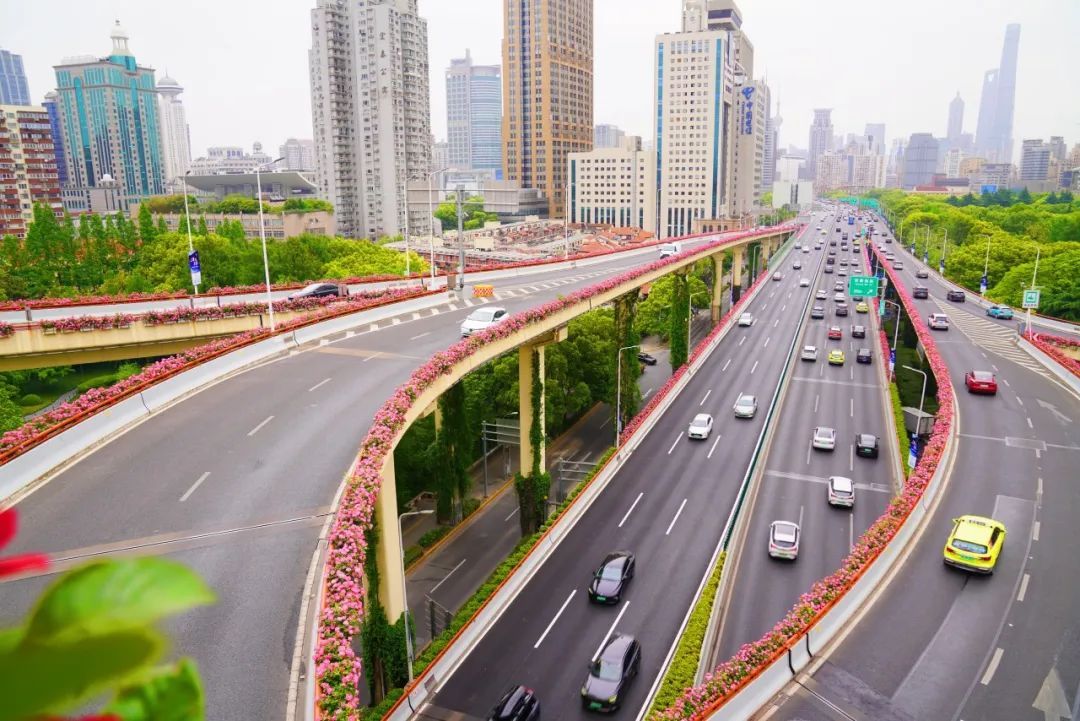 上海是懂浪漫的!一年一度走花路,网友感慨:上海“美呆了” 上海是懂浪漫的!一年一度走花路,网友感慨:上海“美呆了”