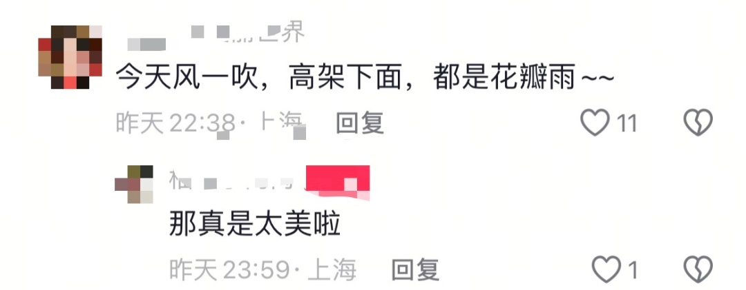 上海是懂浪漫的!一年一度走花路,网友感慨:上海“美呆了” 上海是懂浪漫的!一年一度走花路,网友感慨:上海“美呆了”
