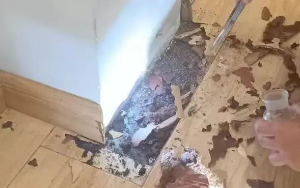 密密麻麻！阜阳一小区出现！破坏性极强！