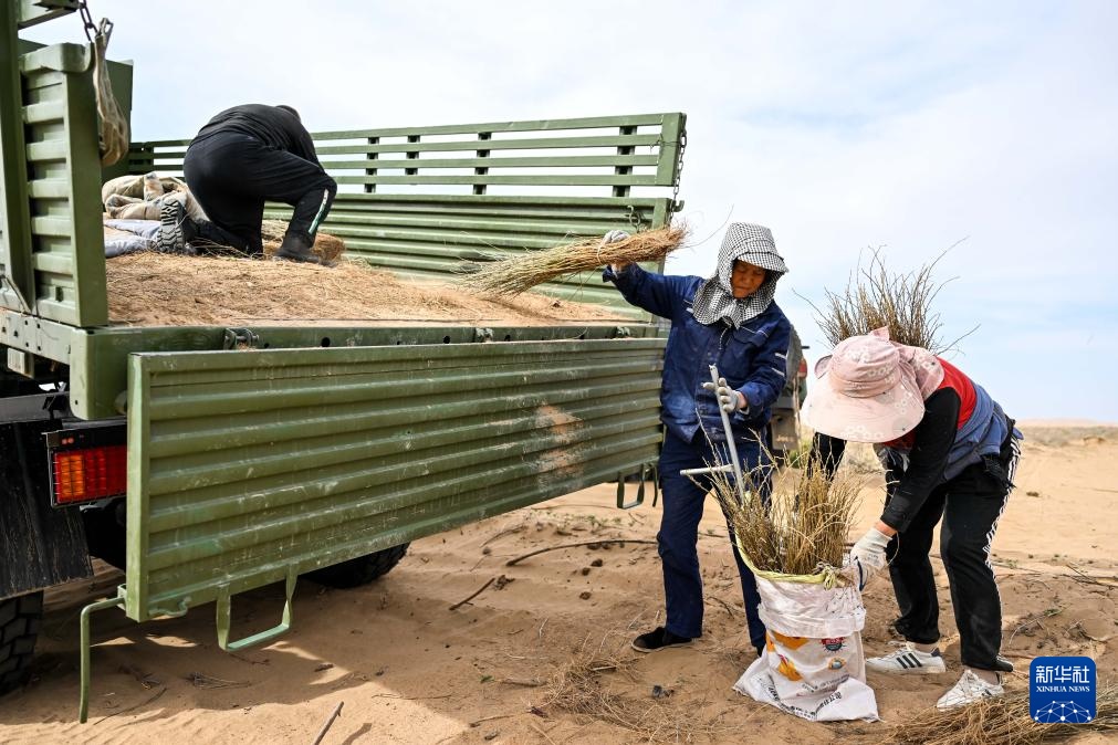 库布其沙漠治沙忙