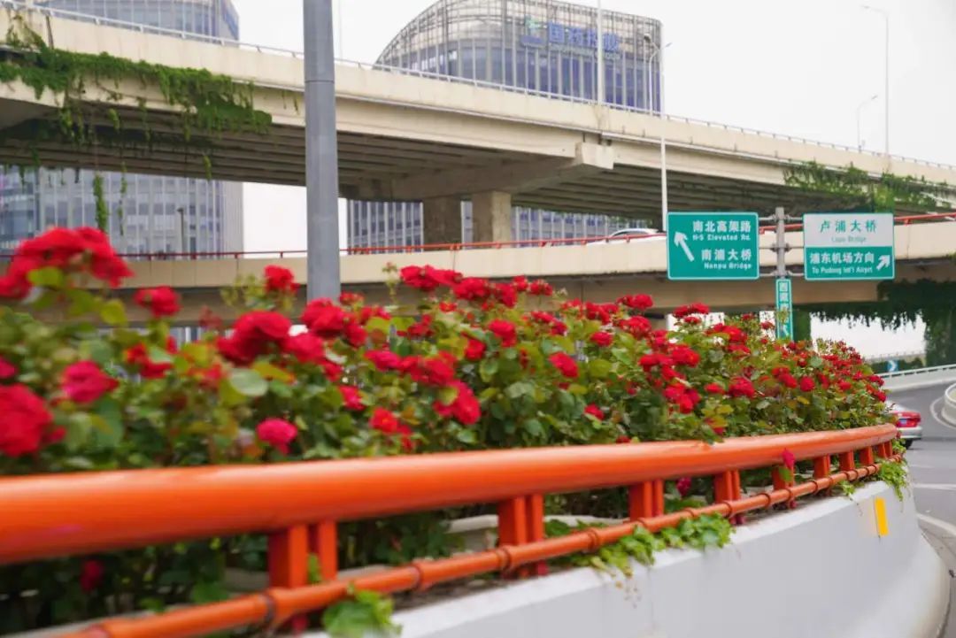 上海是懂浪漫的!一年一度走花路,网友感慨:上海“美呆了” 上海是懂浪漫的!一年一度走花路,网友感慨:上海“美呆了”