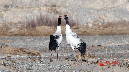 黑颈鹤定居祁连山保护区