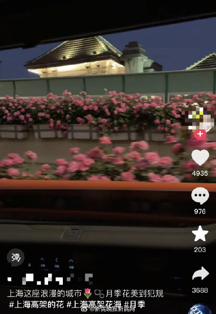副驾驶座急招摄像师！上海高架月季开了