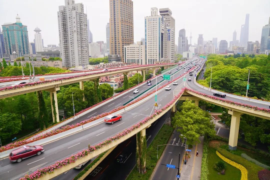 上海是懂浪漫的!一年一度走花路,网友感慨:上海“美呆了” 上海是懂浪漫的!一年一度走花路,网友感慨:上海“美呆了”