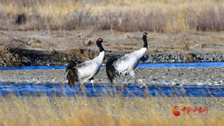 黑颈鹤定居祁连山保护区