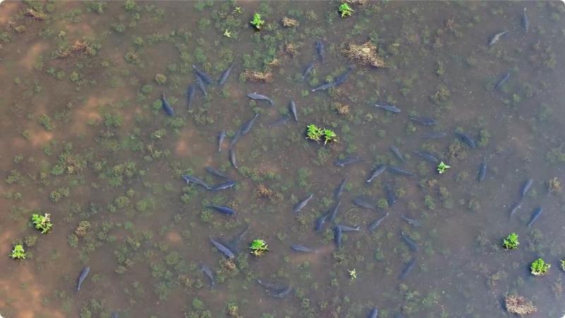 江西:生态环境持续向好 鄱阳湖现鱼儿抱卵产卵盛景 江西:生态环境持续向好 鄱阳湖现鱼儿抱卵产卵盛景