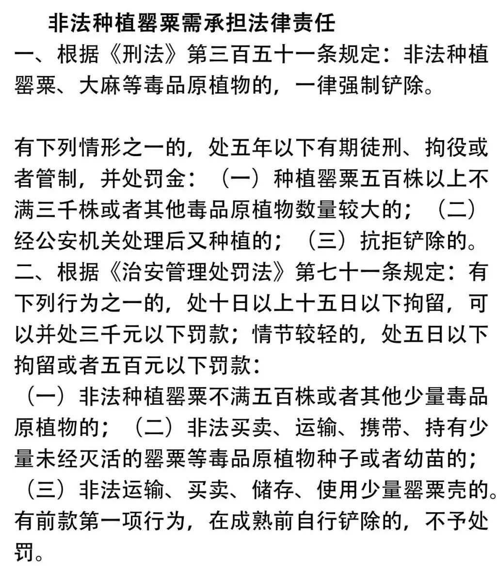 江边惊现“罂粟毒株”?民警:这波操作必须点赞! 江边惊现“罂粟毒株”?民警:这波操作必须点赞!