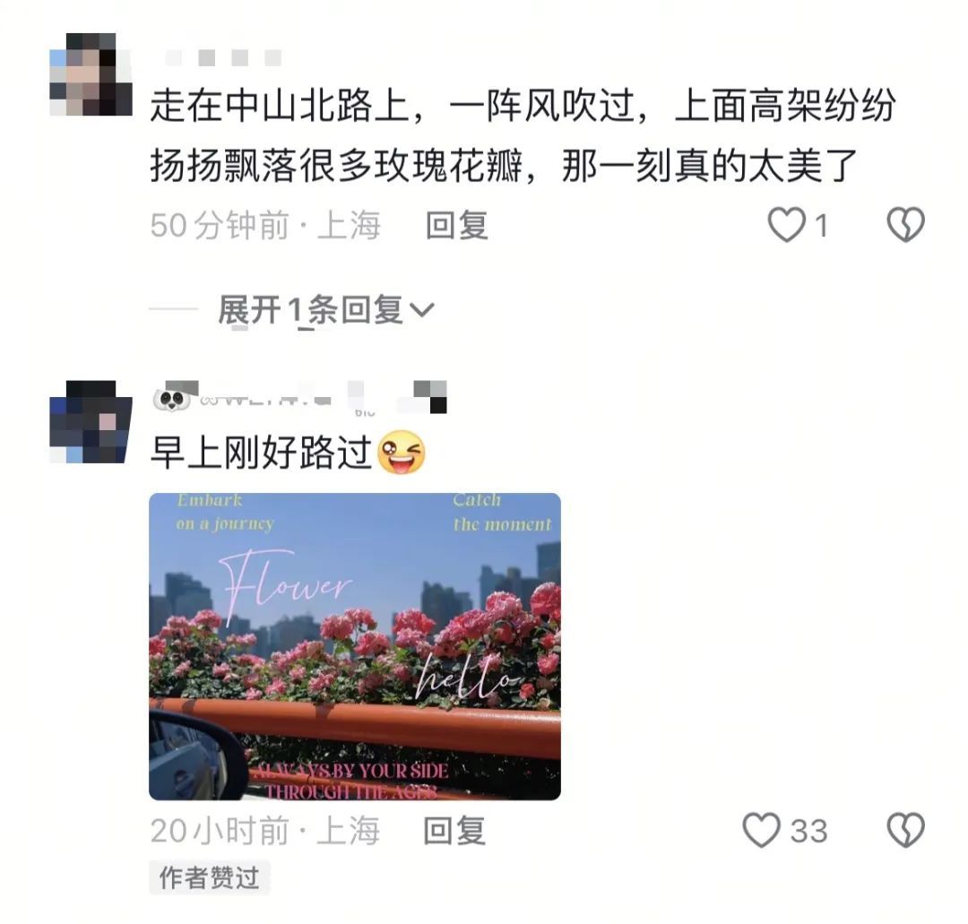上海是懂浪漫的!一年一度走花路,网友感慨:上海“美呆了” 上海是懂浪漫的!一年一度走花路,网友感慨:上海“美呆了”