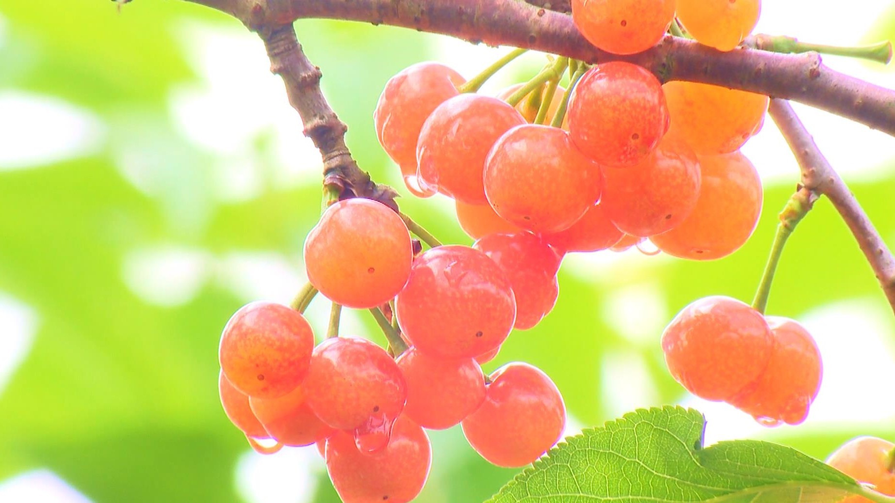 五一假期临近 四川达州水果成熟采摘欢乐多 五一假期临近 四川达州水果成熟采摘欢乐多