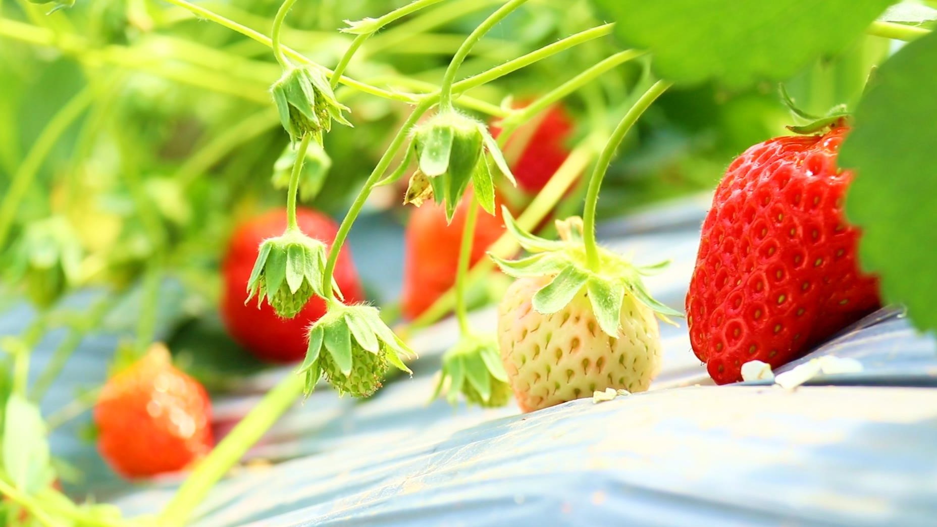 五一假期临近 四川达州水果成熟采摘欢乐多 五一假期临近 四川达州水果成熟采摘欢乐多