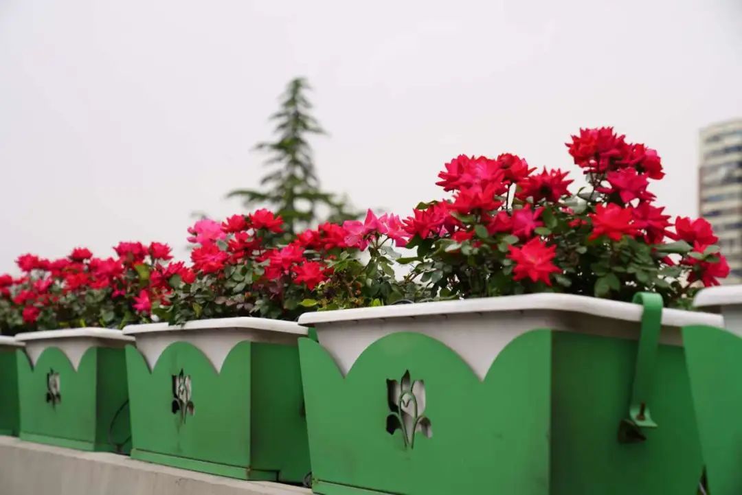 上海是懂浪漫的!一年一度走花路,网友感慨:上海“美呆了” 上海是懂浪漫的!一年一度走花路,网友感慨:上海“美呆了”