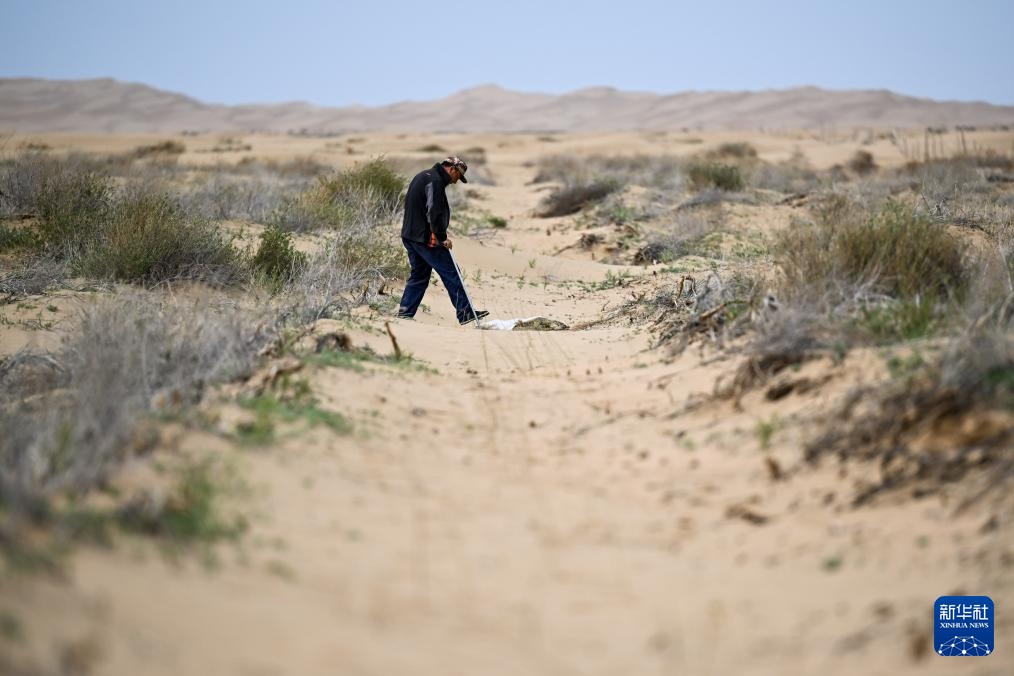 库布其沙漠治沙忙