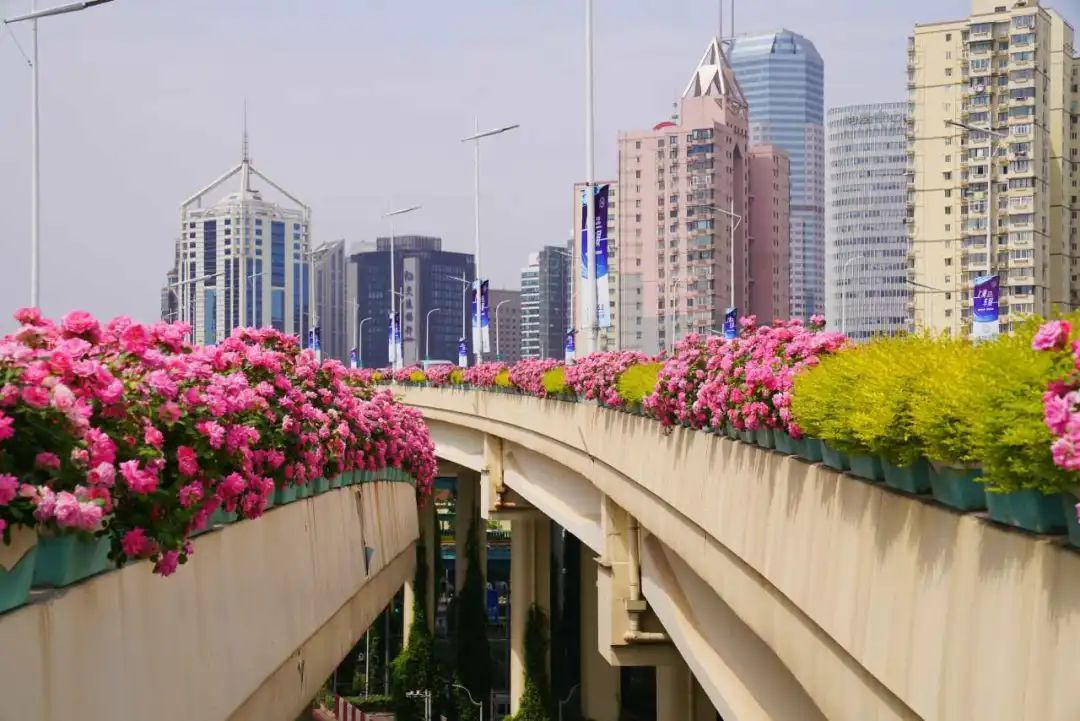 上海是懂浪漫的!一年一度走花路,网友感慨:上海“美呆了” 上海是懂浪漫的!一年一度走花路,网友感慨:上海“美呆了”