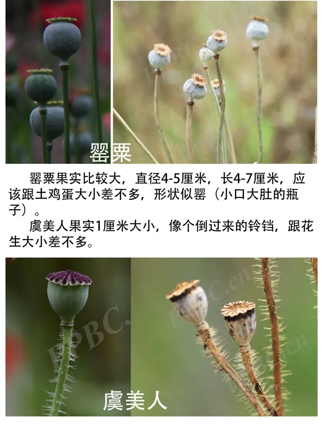 江边惊现“罂粟毒株”?民警:这波操作必须点赞! 江边惊现“罂粟毒株”?民警:这波操作必须点赞!