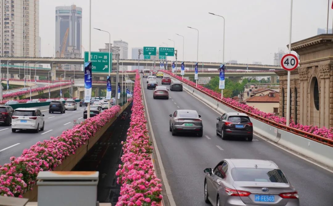 上海是懂浪漫的!一年一度走花路,网友感慨:上海“美呆了” 上海是懂浪漫的!一年一度走花路,网友感慨:上海“美呆了”