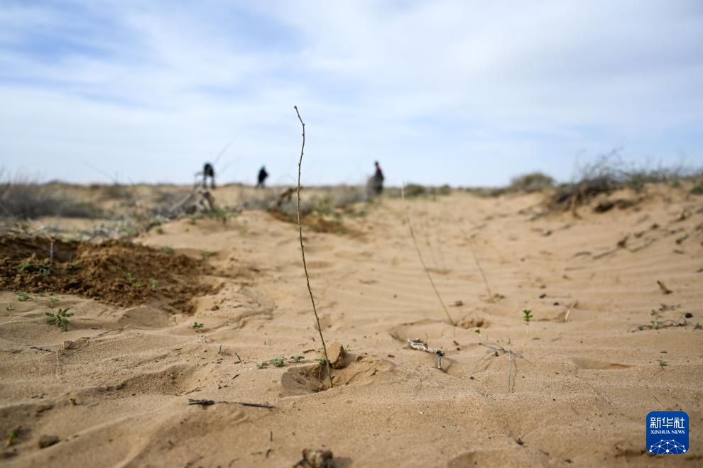 库布其沙漠治沙忙
