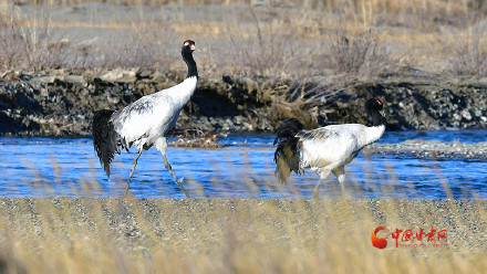 黑颈鹤定居祁连山保护区