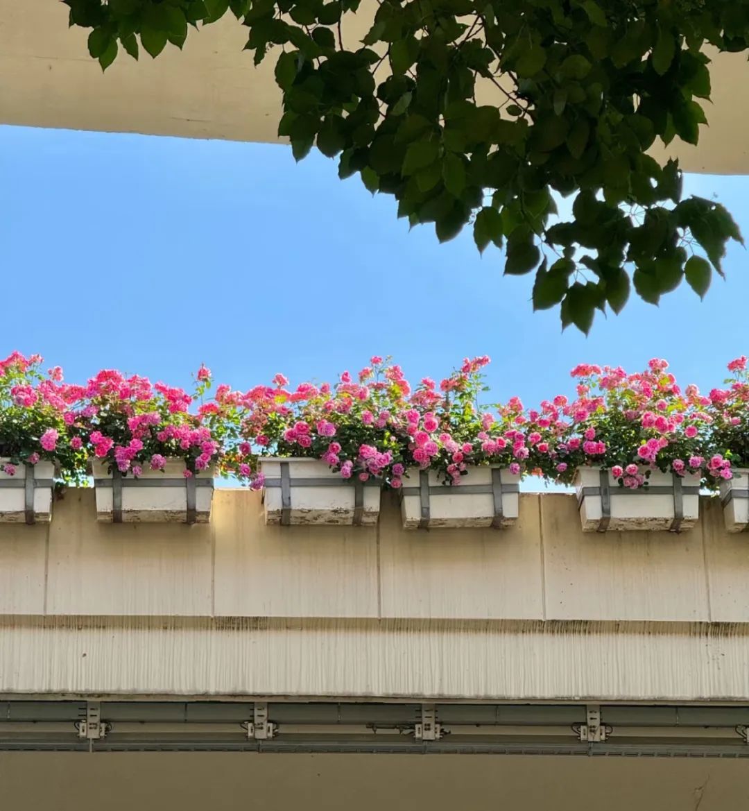 上海是懂浪漫的!一年一度走花路,网友感慨:上海“美呆了” 上海是懂浪漫的!一年一度走花路,网友感慨:上海“美呆了”