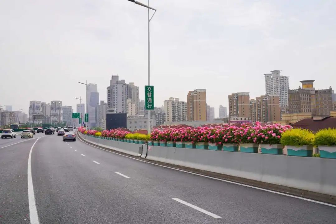 上海是懂浪漫的!一年一度走花路,网友感慨:上海“美呆了” 上海是懂浪漫的!一年一度走花路,网友感慨:上海“美呆了”