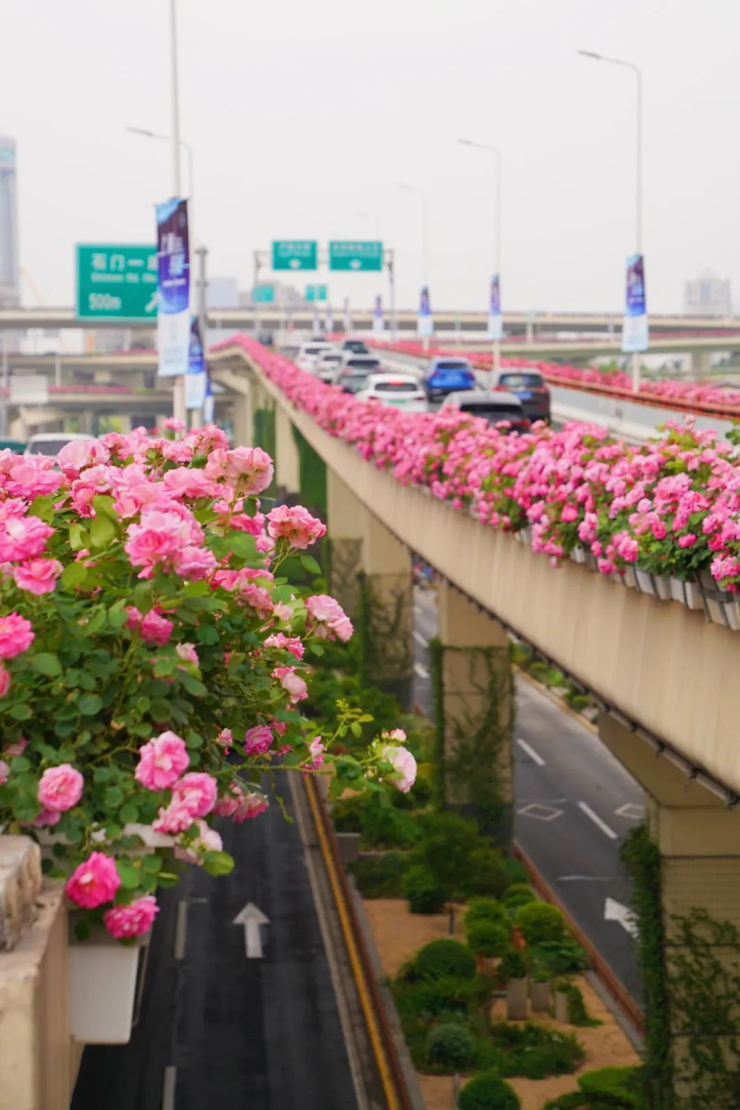 上海是懂浪漫的!一年一度走花路,网友感慨:上海“美呆了” 上海是懂浪漫的!一年一度走花路,网友感慨:上海“美呆了”