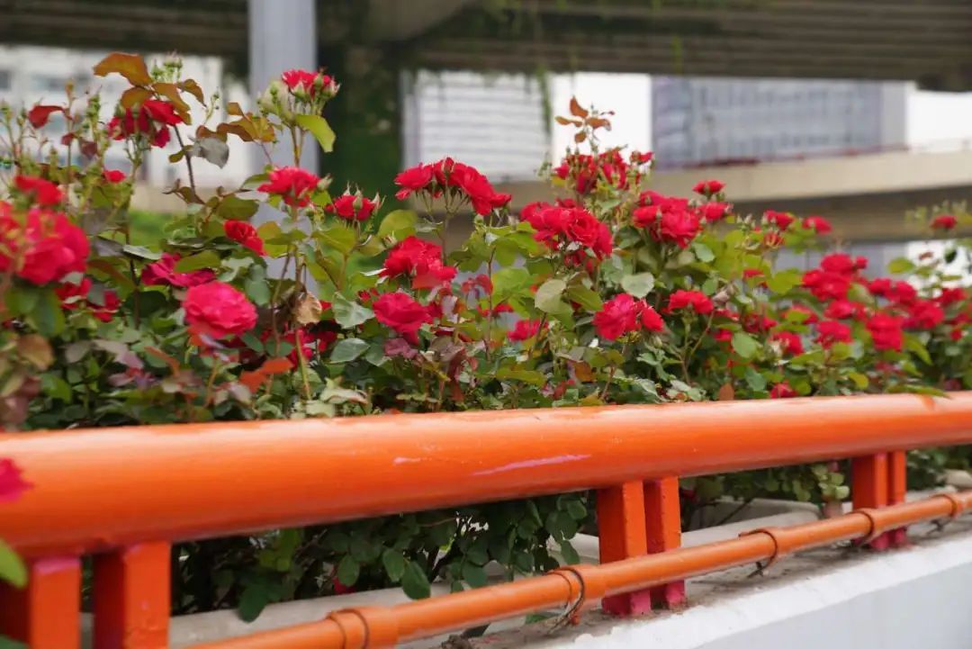 上海是懂浪漫的!一年一度走花路,网友感慨:上海“美呆了” 上海是懂浪漫的!一年一度走花路,网友感慨:上海“美呆了”